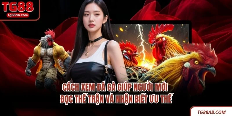 Cách Xem Đá Gà – 4 Kinh Nghiệm Quan Sát Trận Đấu Hiệu Quả 2 Cách xem đá gà giúp người mới đọc thế trận và nhận biết ưu thế