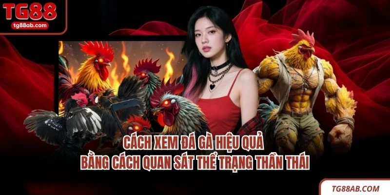 Cách Xem Đá Gà – 4 Kinh Nghiệm Quan Sát Trận Đấu Hiệu Quả 3 Cách xem đá gà hiệu quả bằng cách quan sát thể trạng thần thái