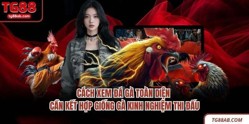 Cách Xem Đá Gà – 4 Kinh Nghiệm Quan Sát Trận Đấu Hiệu Quả 4 Cách xem đá gà toàn diện cần kết hợp giống gà kinh nghiệm thi đấu